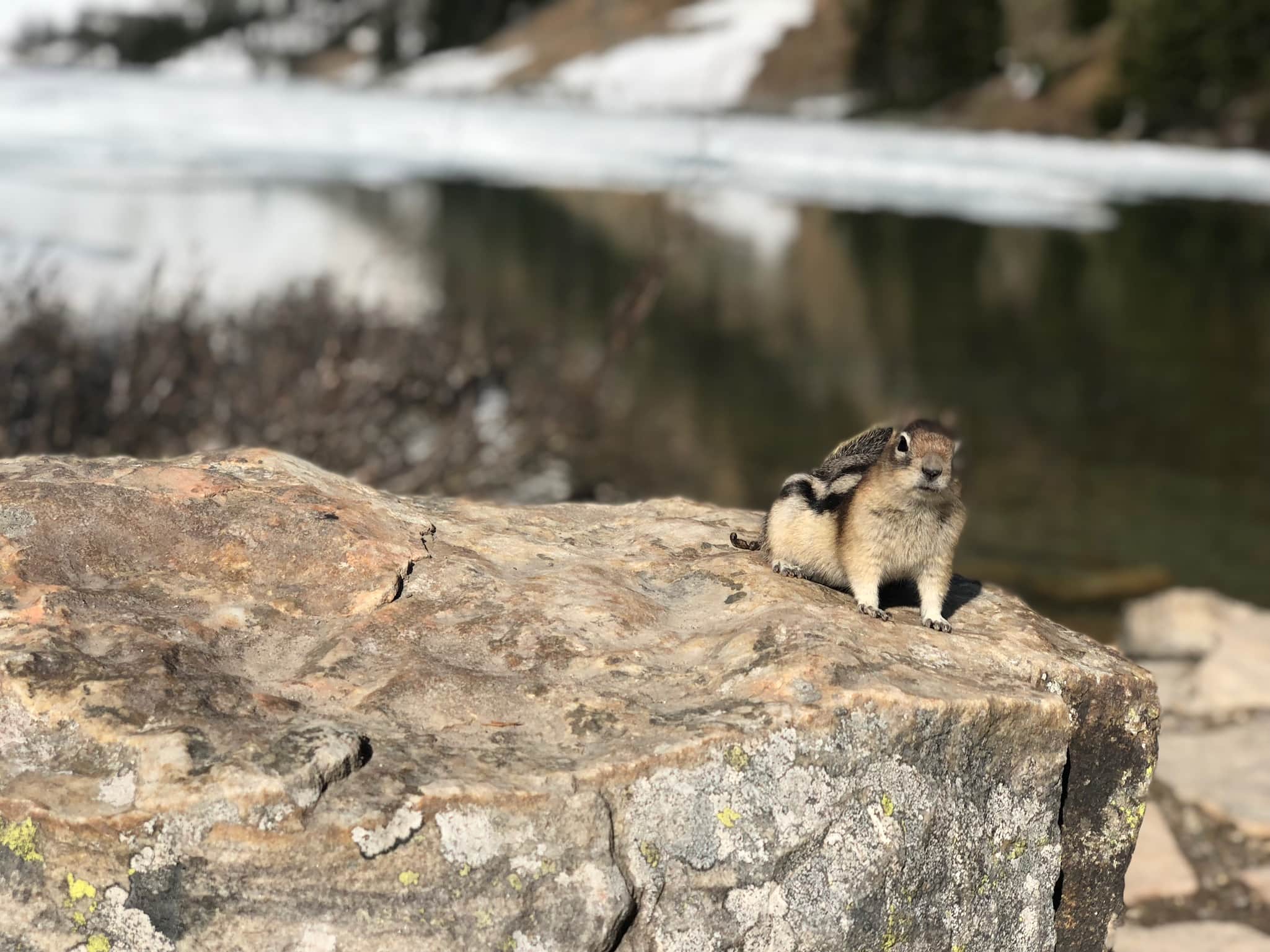 chipmunk at Lake Agnes Tea House