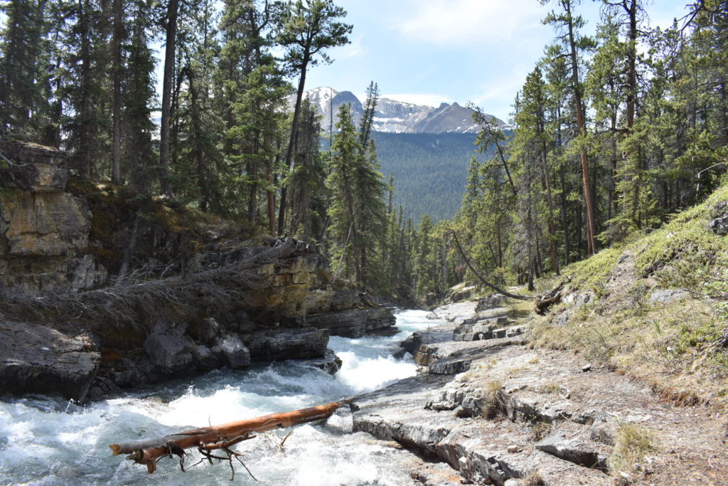 Beauty Creek off the Icefields Parkway