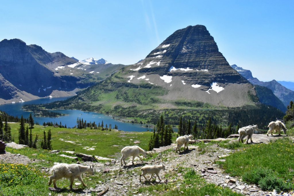 mountain goats at hidden lake
