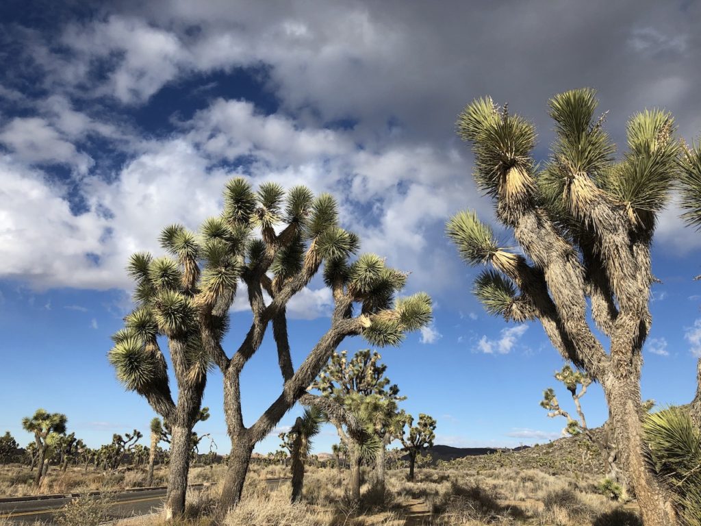 joshua trees