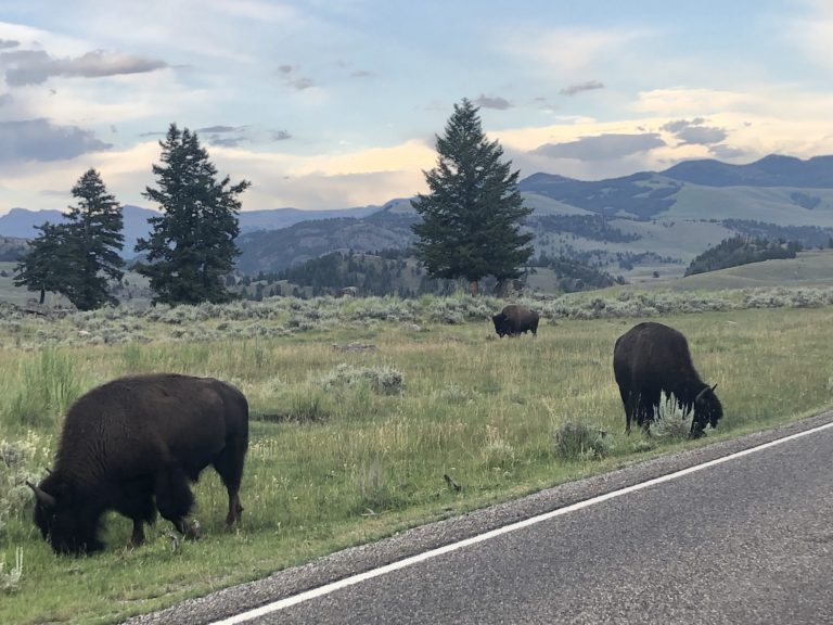 The ULTIMATE 3 Day Yellowstone Itinerary