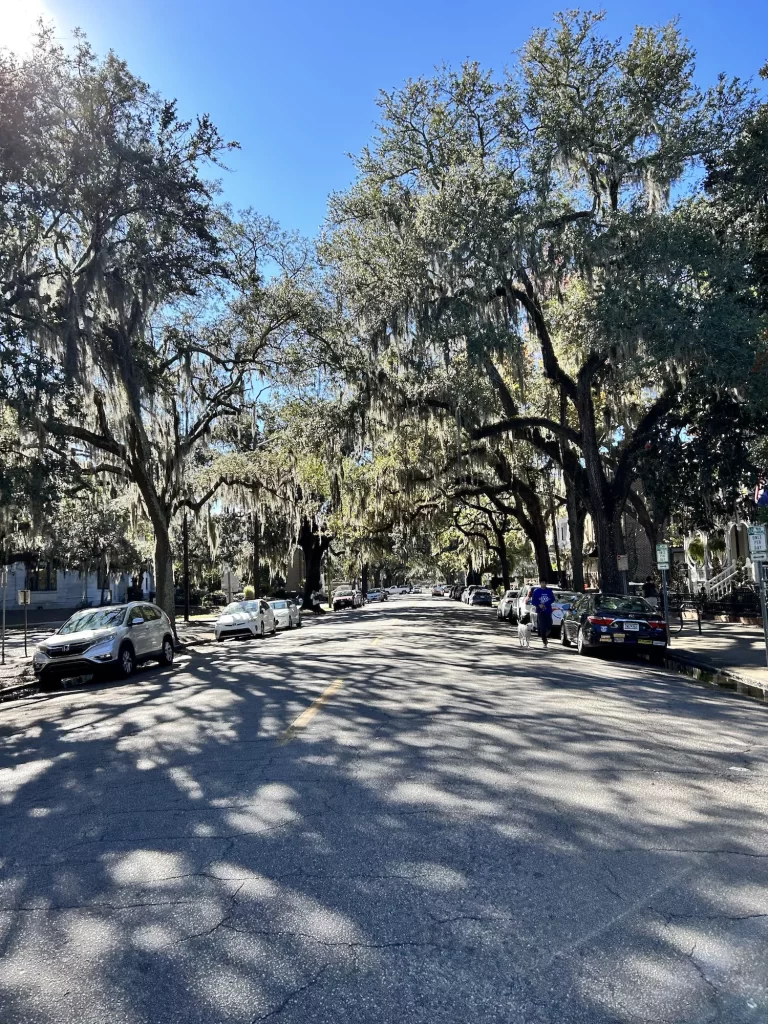 Savannah tree with lined streets with sunlight streaming through