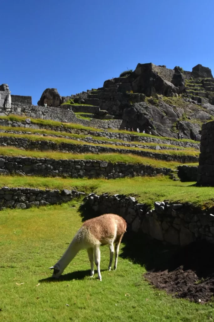 llama in machu picchu
