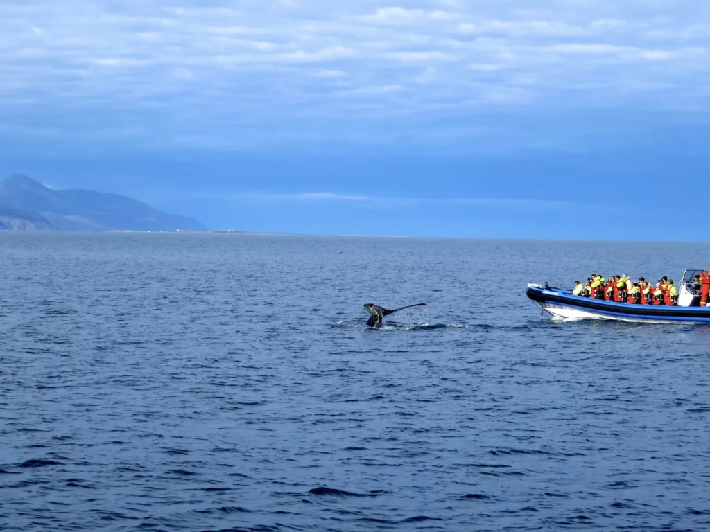 Whale tail coming out of the water in Husavik