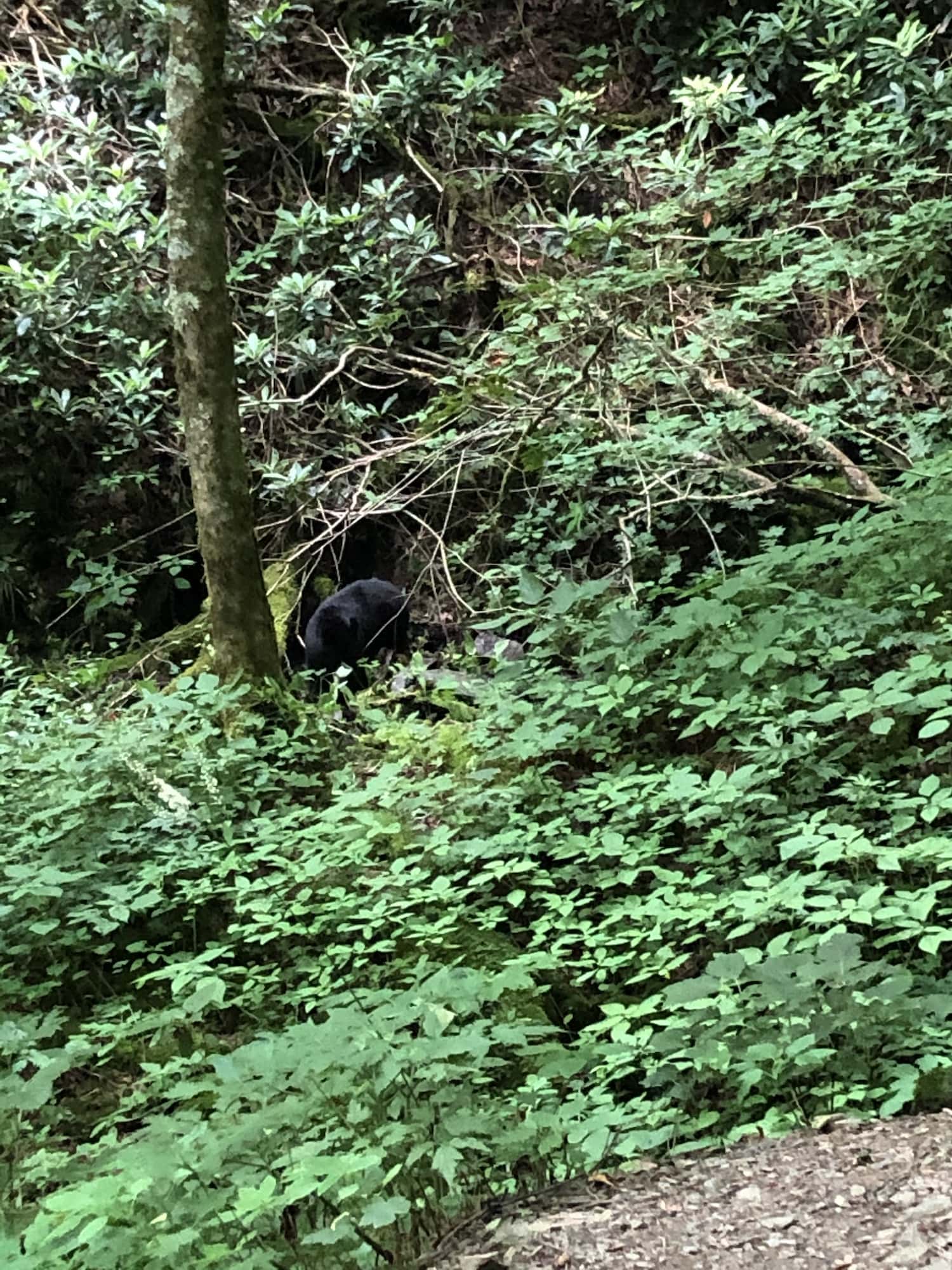 3 day backpacking trip smoky mountains