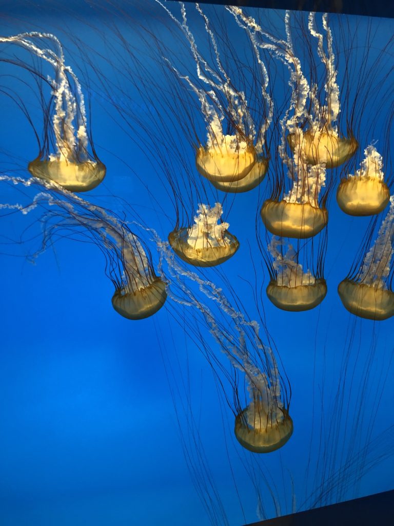 Jelly fish at the aquarium
