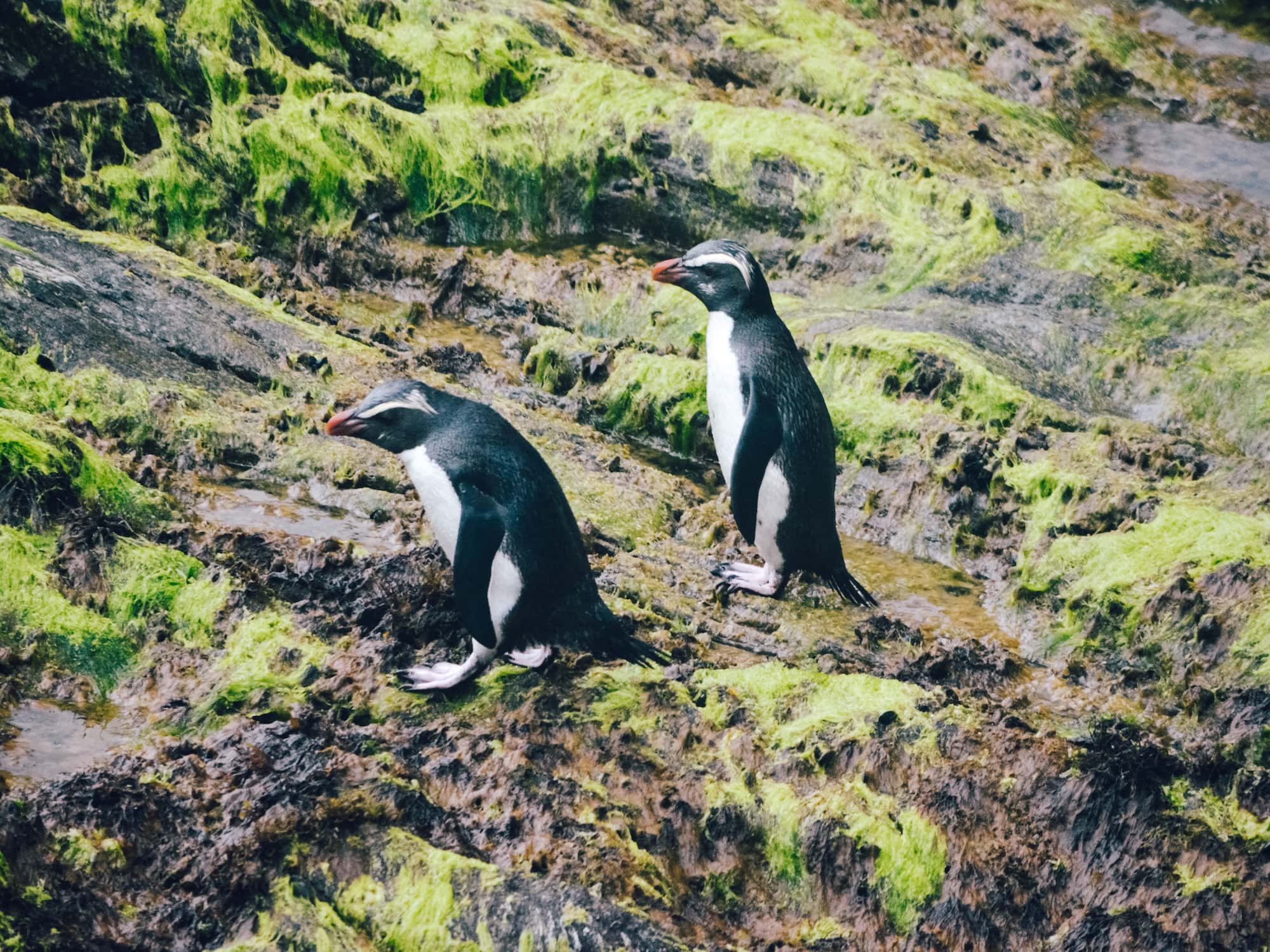 Two penguins standing