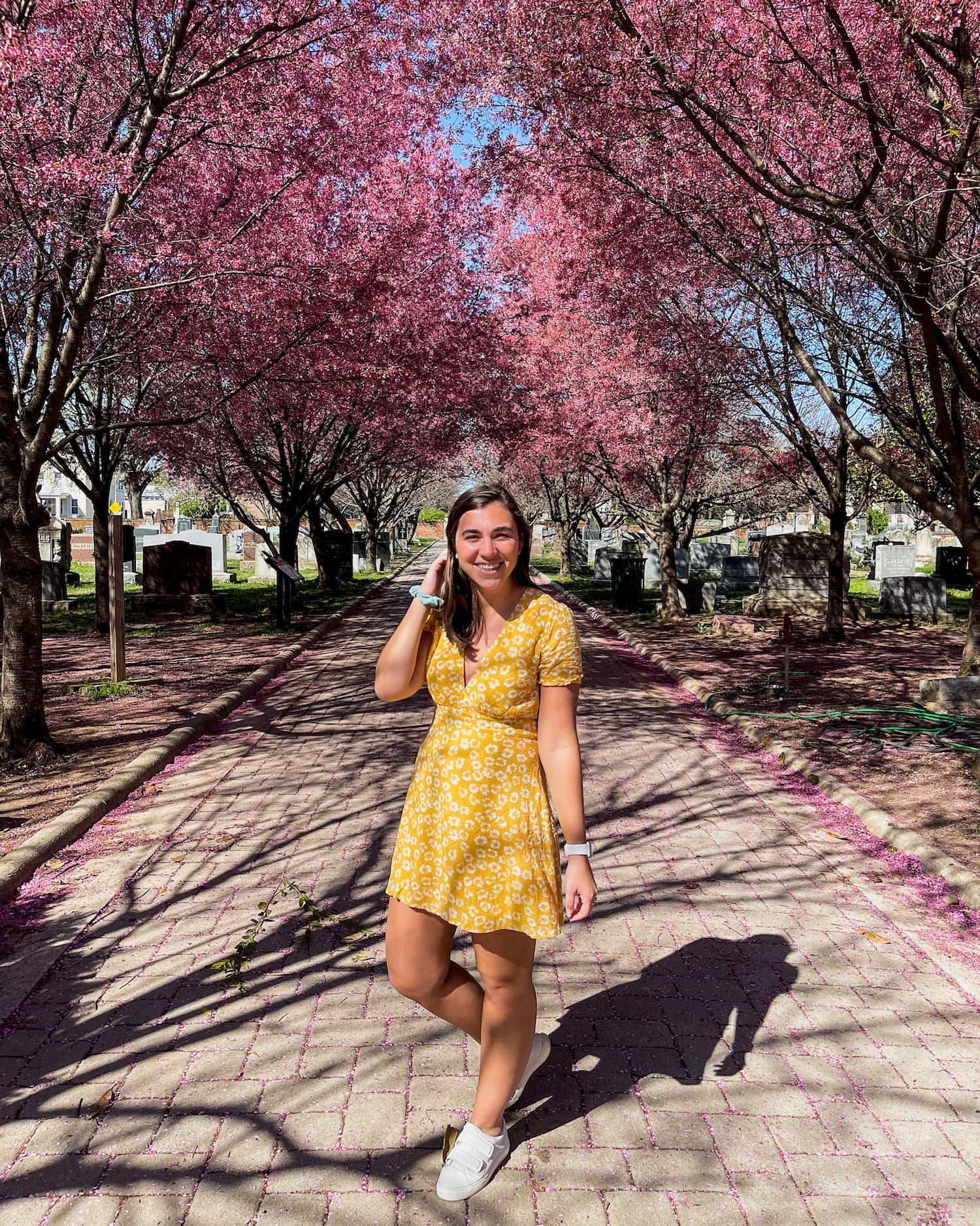 Cherry Blossoms, Washington DC