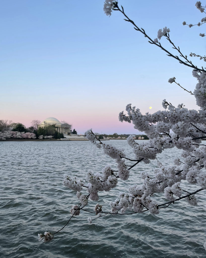 Cherry blossoms around tidal basin at sunrise