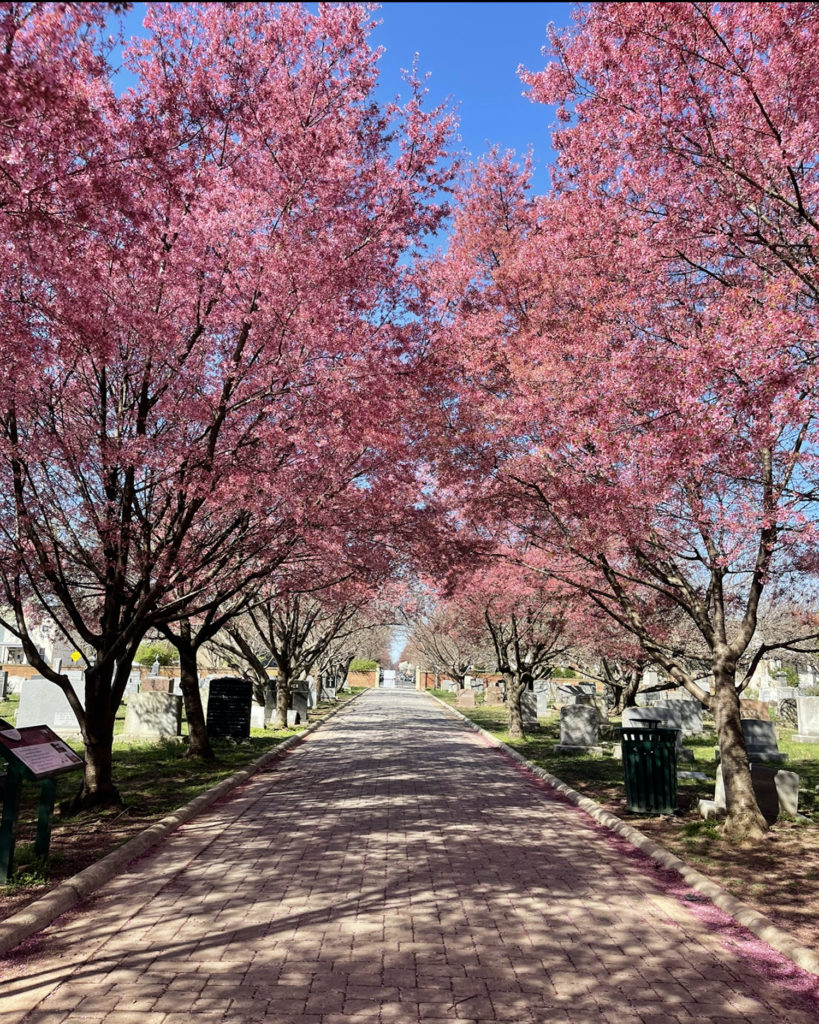 Cherry blossoms in dc at congressional cemetery