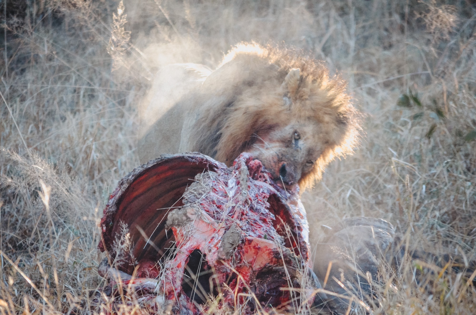 Lion eating buffalo