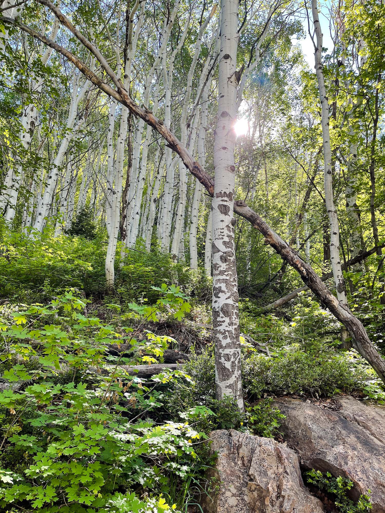 Aspen trees with sun peaking through