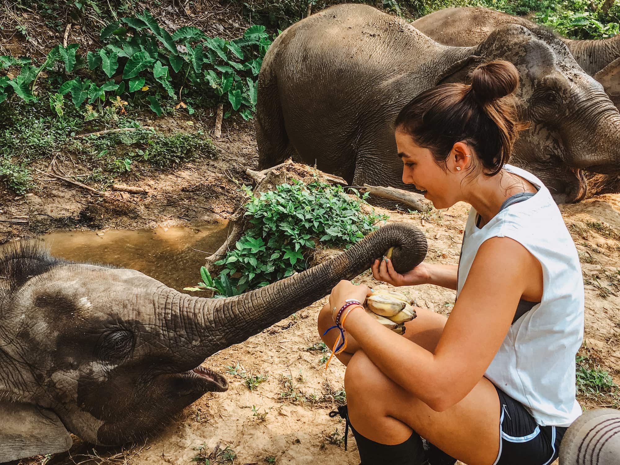Girl feeding baby elephant