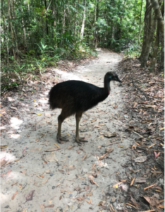 emu walking on pathway