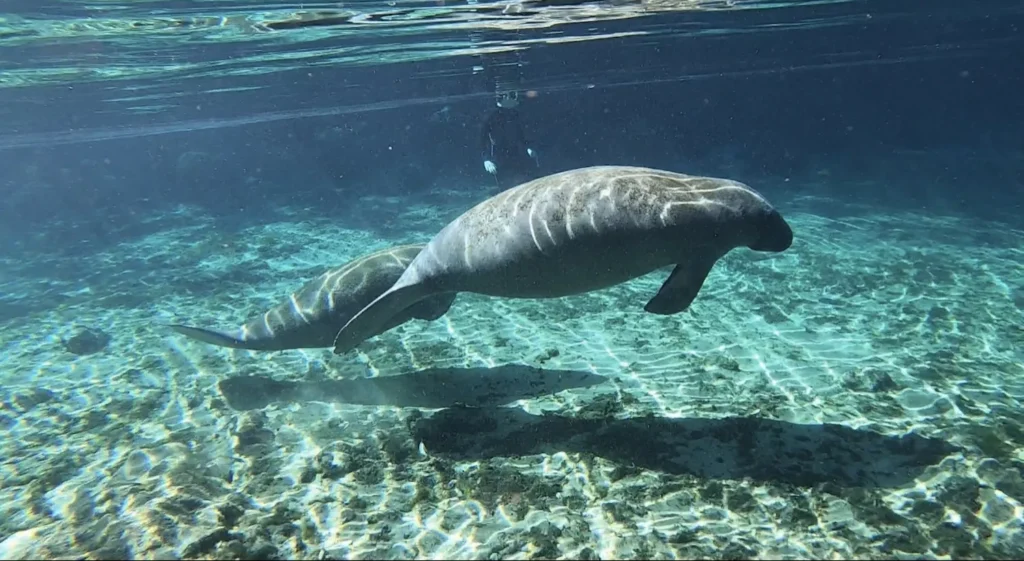 Manatees swimming in three sisters springs