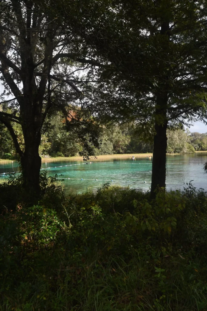 Rainbow springs through the trees