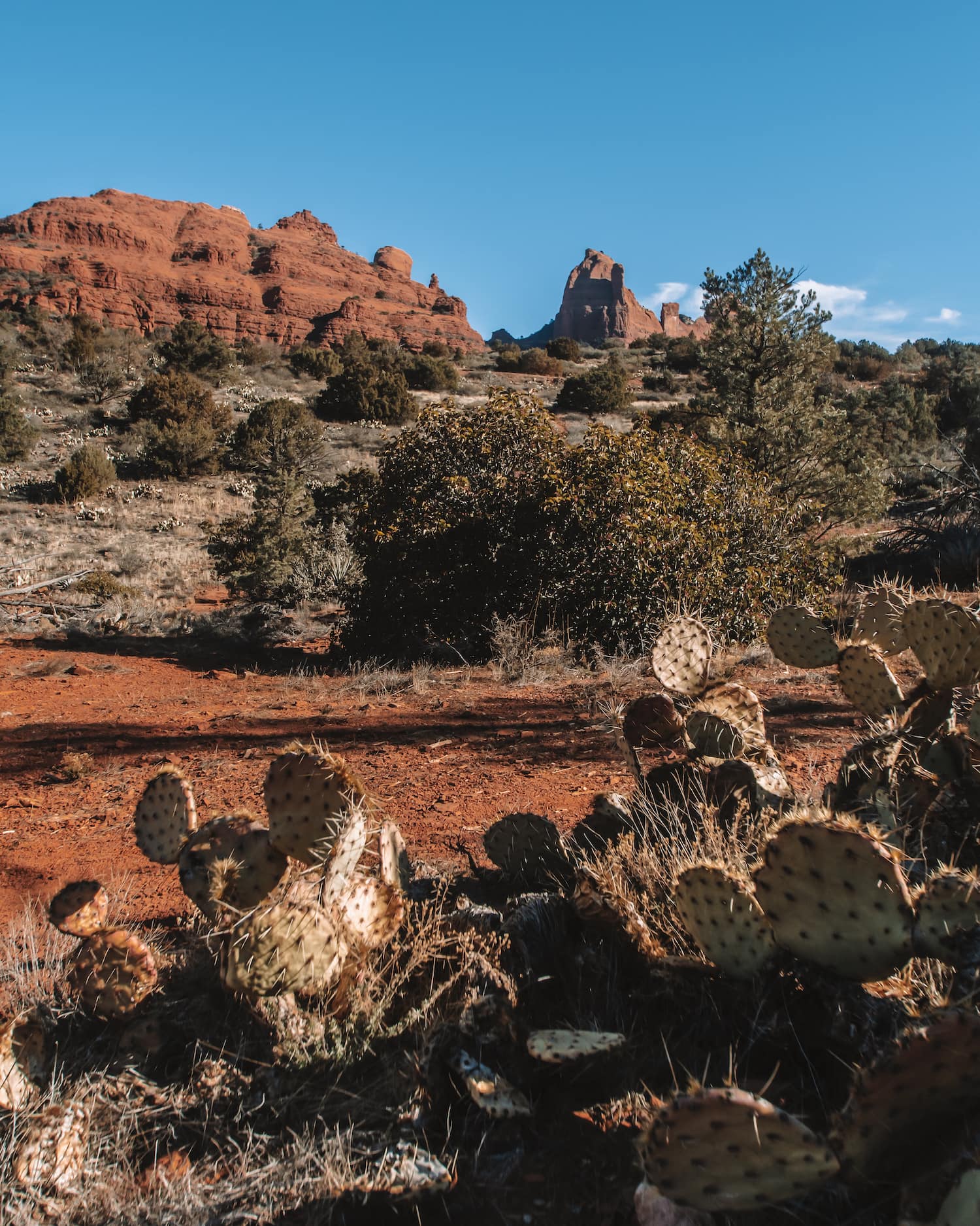 cactus on the merry go round trail