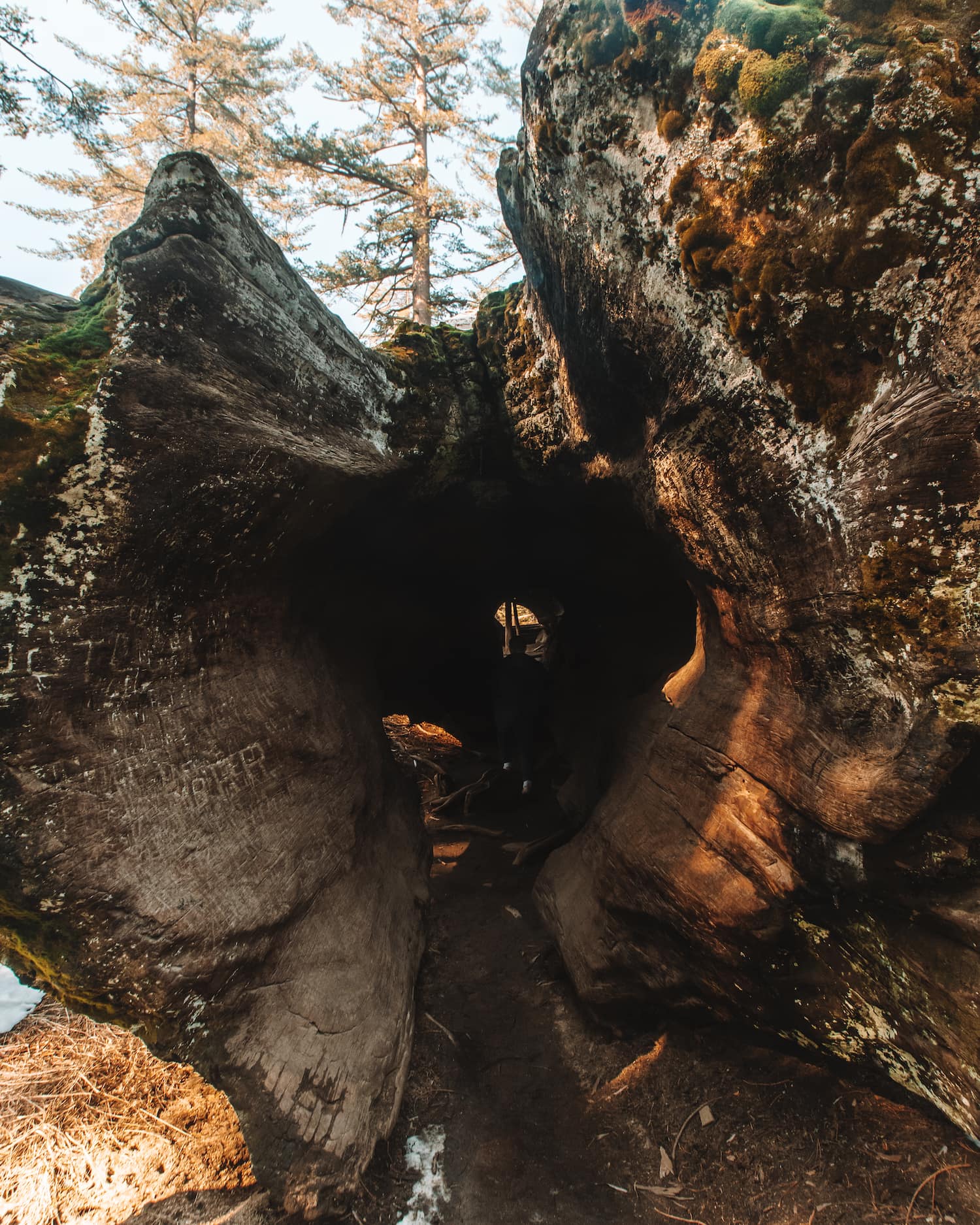 dylan in a hollowed out tree