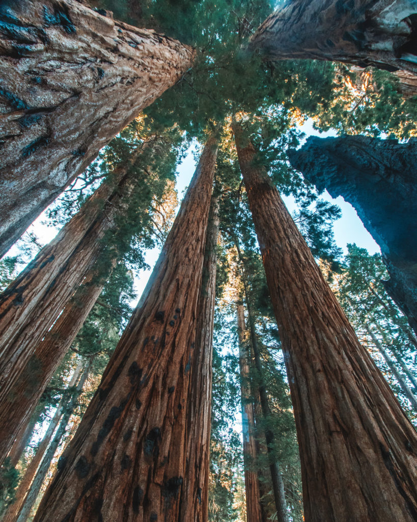 Sequioa trees looking up in the sky