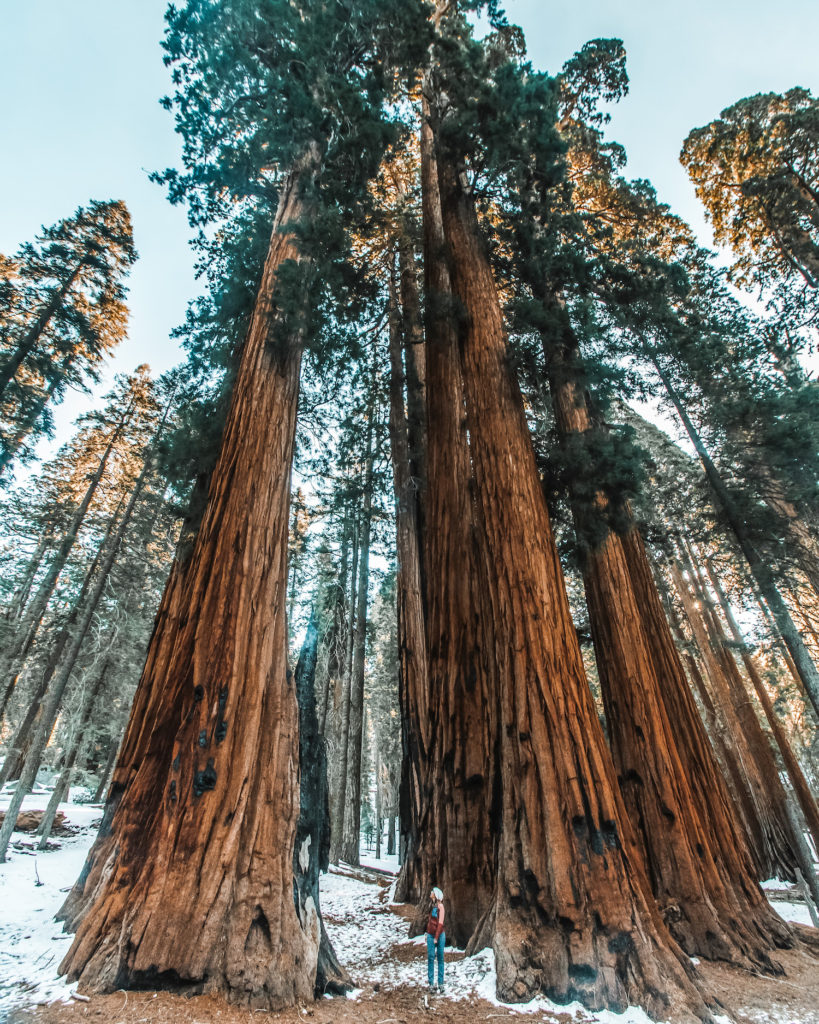 trees in sequoia