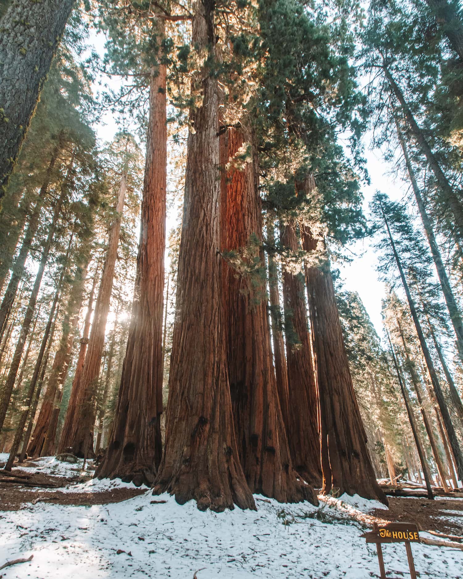 the house, a group of trees; sequoia national park in winter