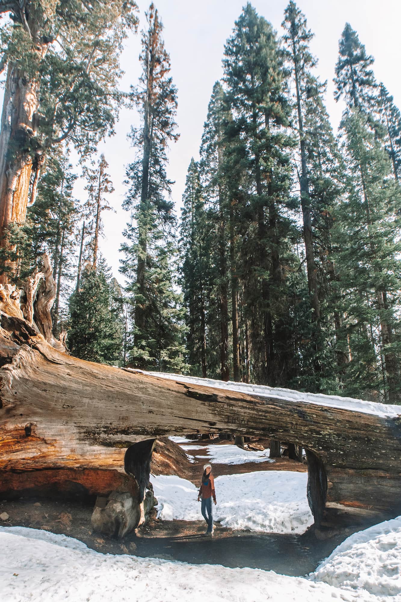 Sequoia national park in Winter cover; me under the tunnel log