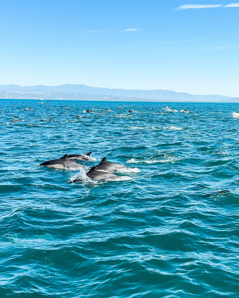 dolphins cresting in the water