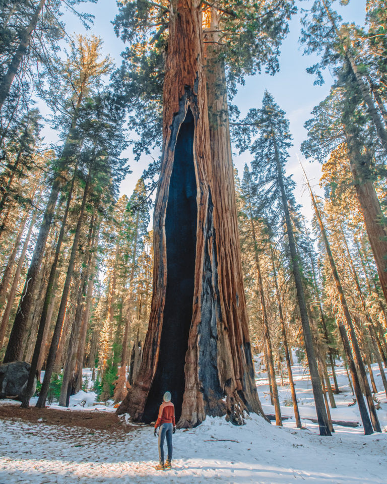 Me standing in front of a tall tree; sequoia national park in winter cover