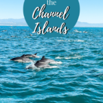 Channel Islands Day Trip pin