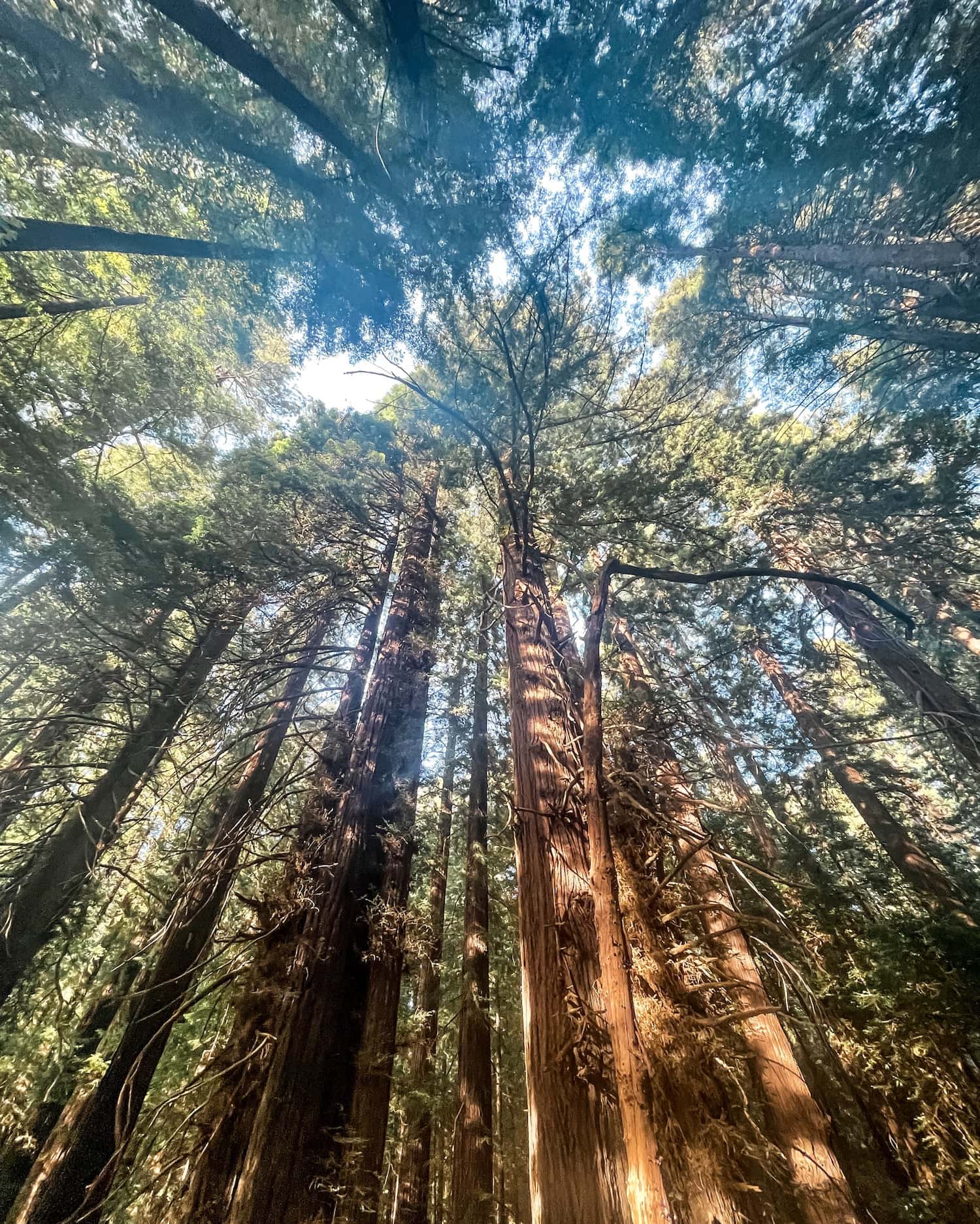looking up at redwoods