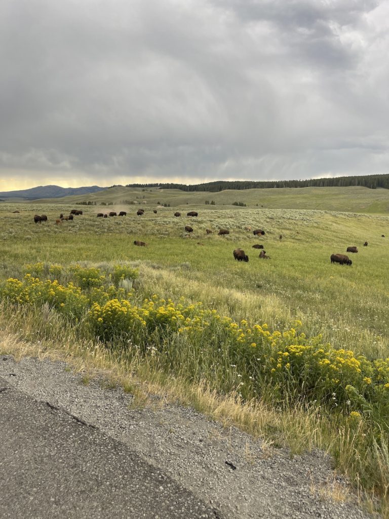 bison in hayden valley