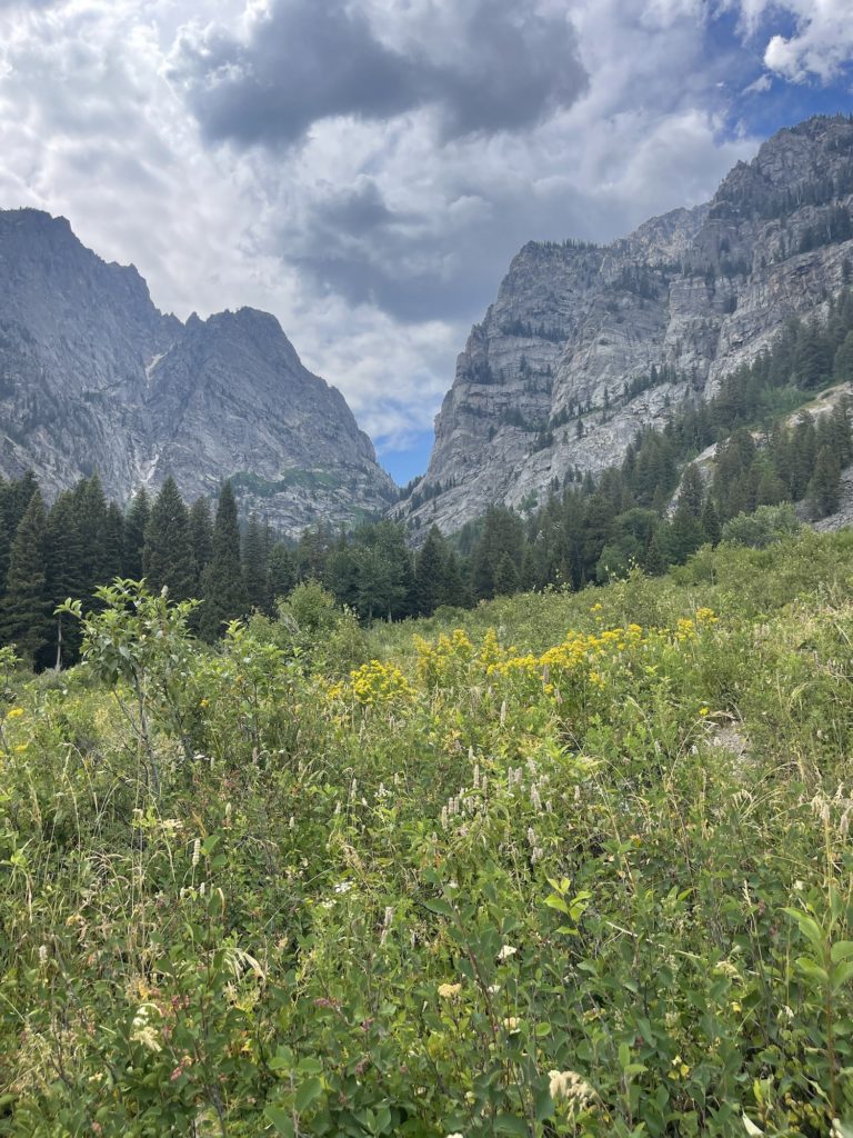 flowers on death canyon trail