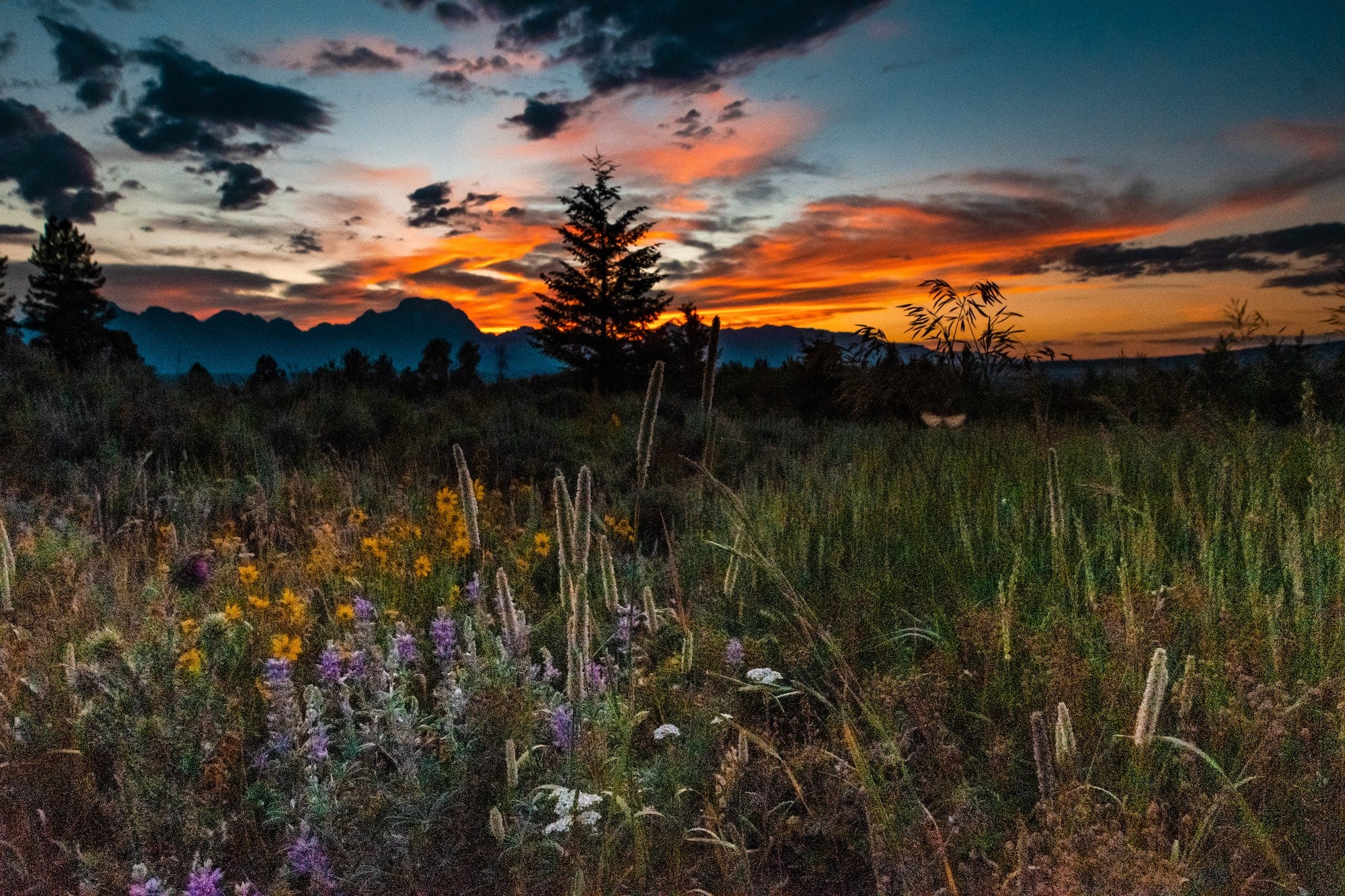 sunset over wildflowers