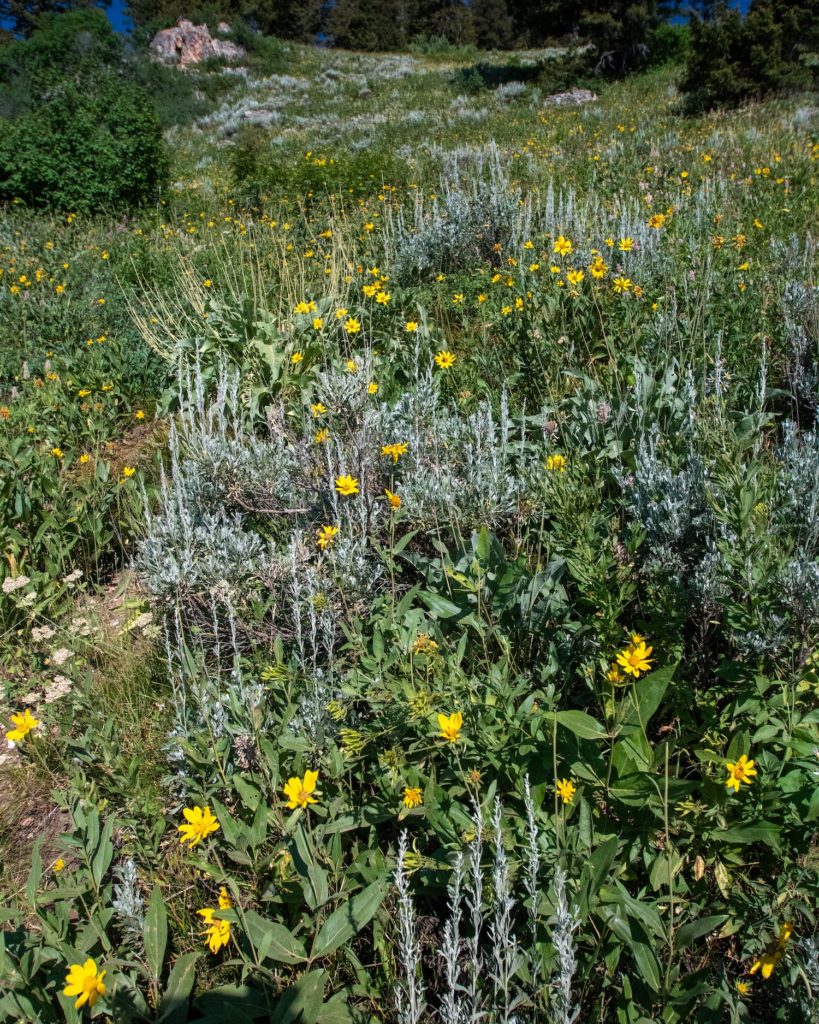 wildflowers on trail