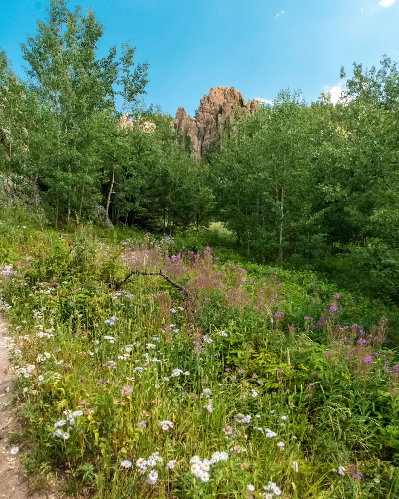 wildflowers on a sunny day off the trail with mountain in the back