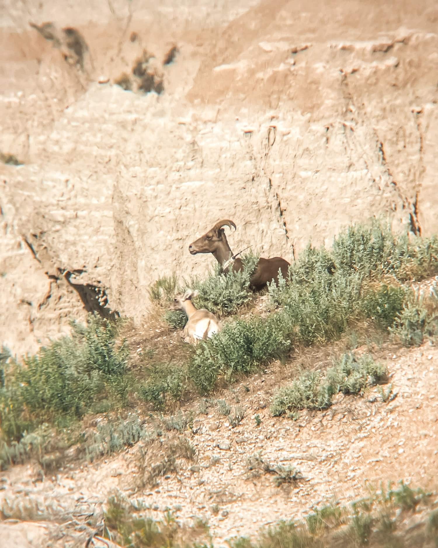 two bighorn sheep sitting at badlands national park