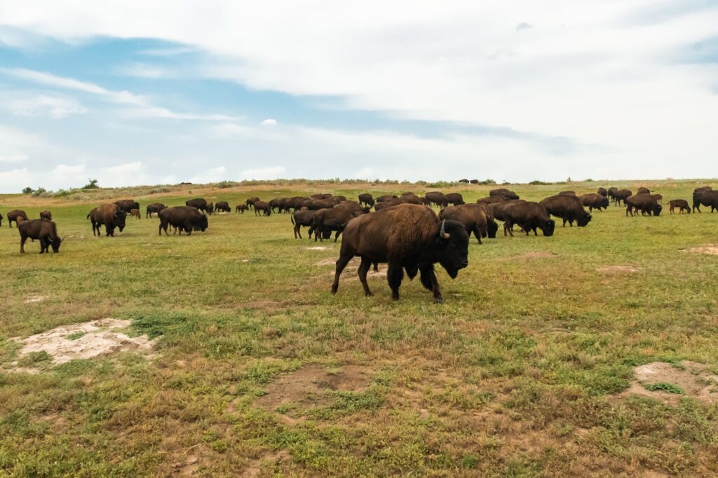 herds of bison roaming at theodore roosevelt national park