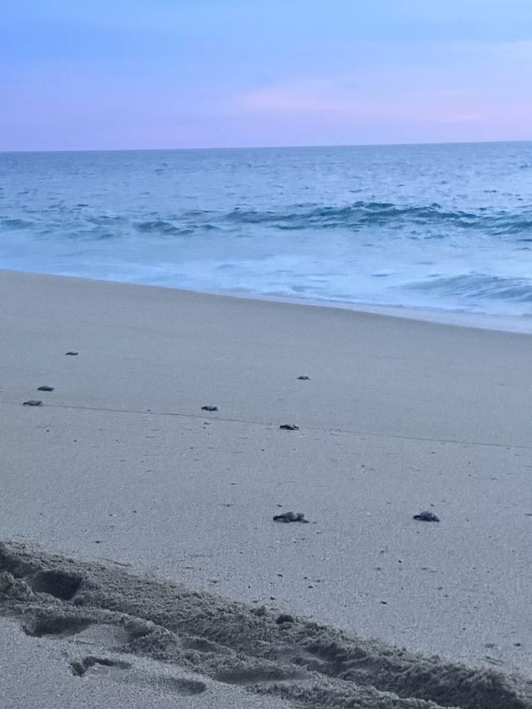 baby sea turtles crawling in sand towards the sea