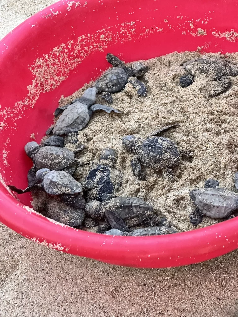 bucket full of baby sea turtles