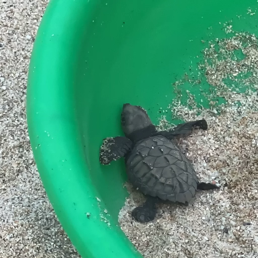 baby sea turtle in a bucket with sand