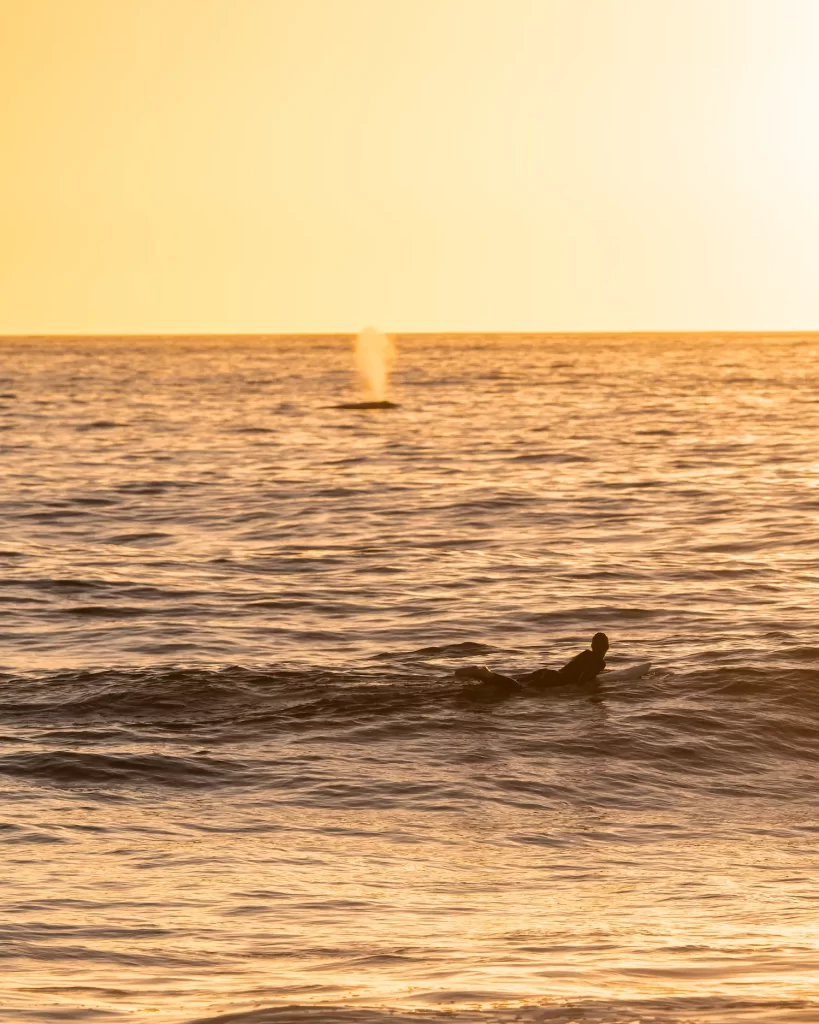 whale blowing behind a surfer