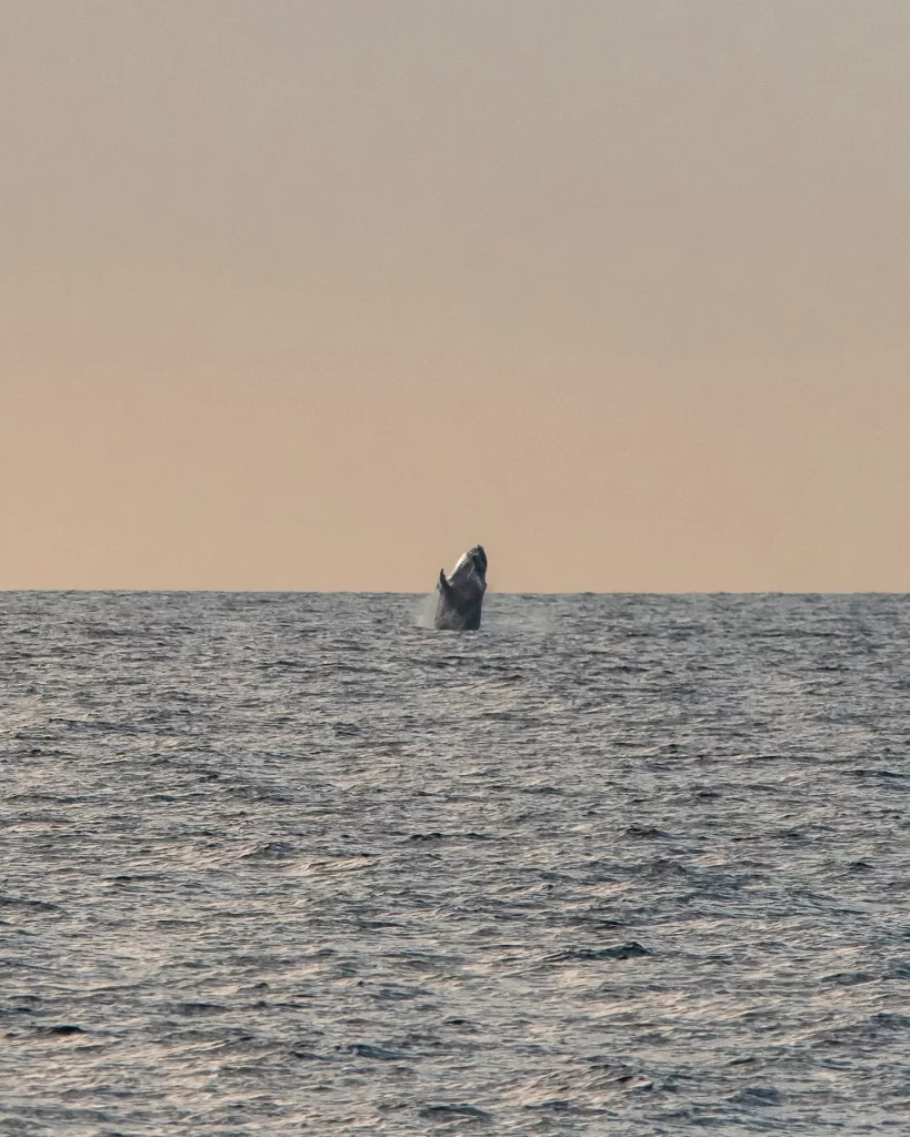 whale breaching out of ocean