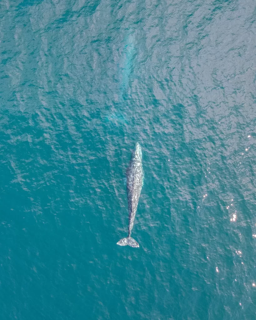 whale from above