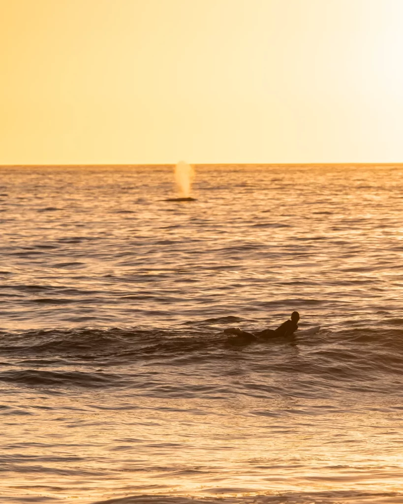 whale puff with a surfer in front of them with a golden hue