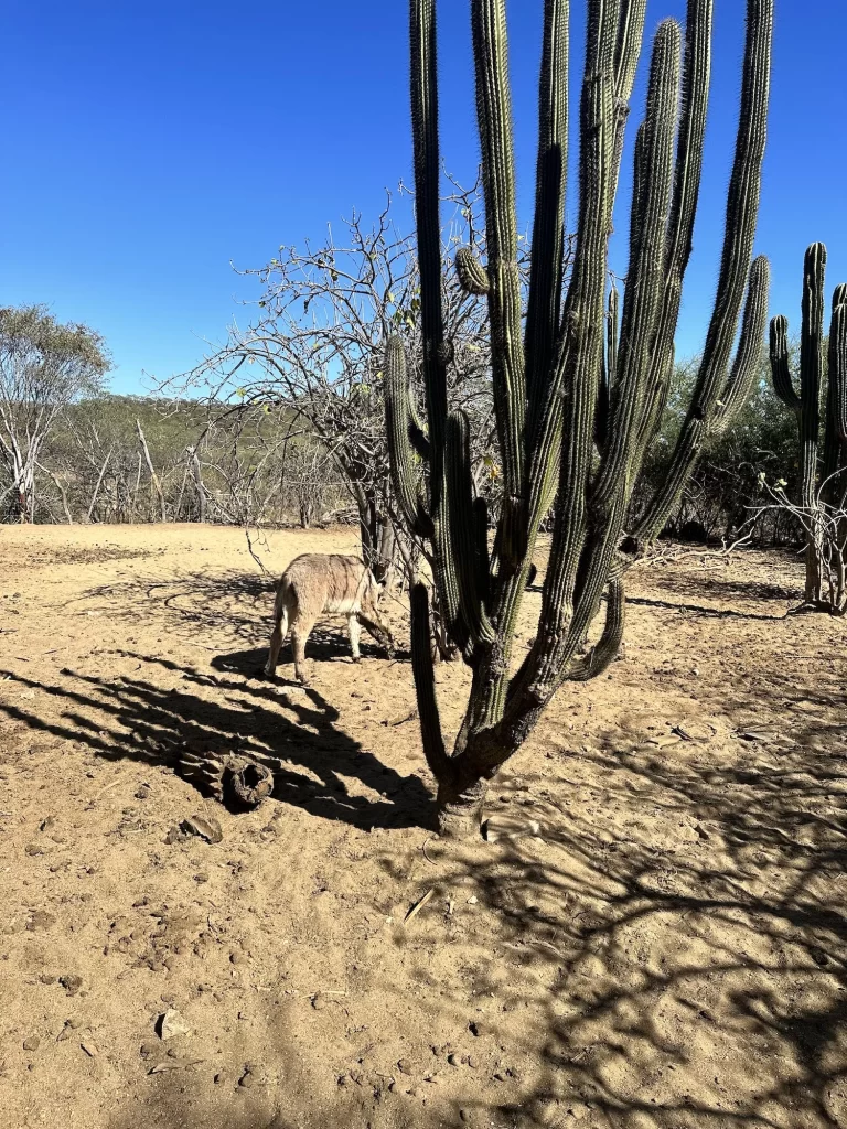 baby donkey next to a cactus