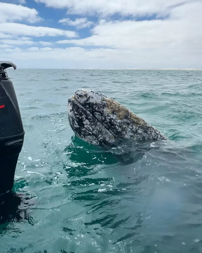 Gray whale sticking it's head out of the water near boat motor
