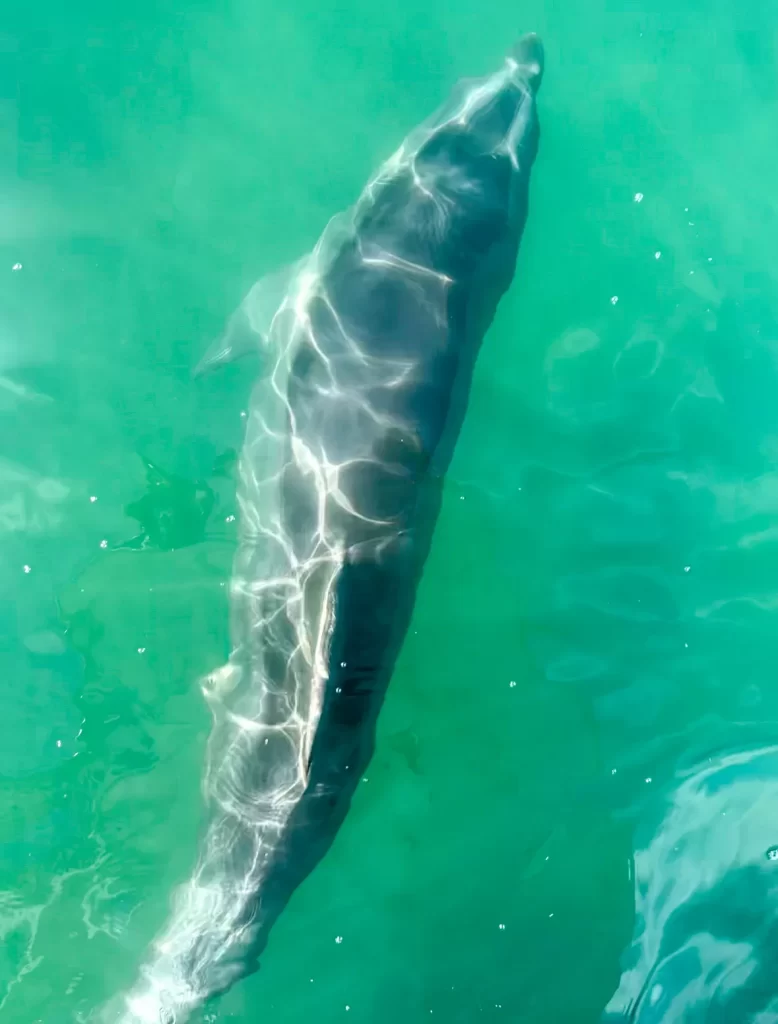 dolphin that we saw in the water