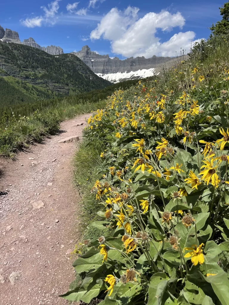 wildflowers on the trail in glacier national park