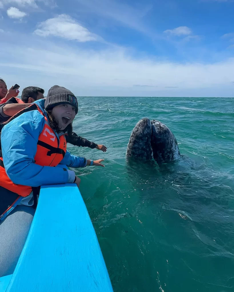 girl with mouth open as a gray whale sticks its head out in ojo de liebre in baja mexico