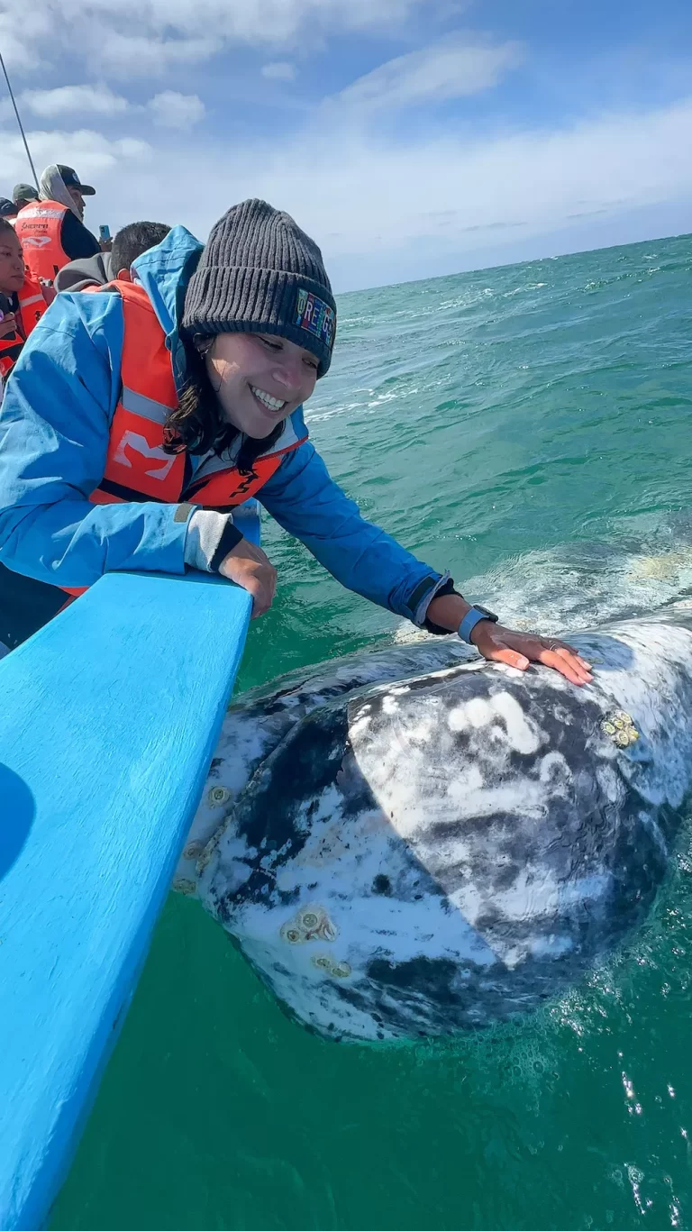 girl leaning over a boat and petting Gray Whale's head in Guerrero Negro